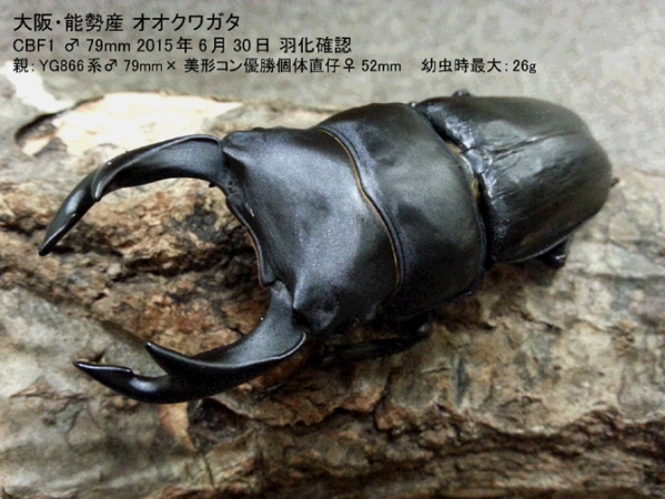 9月25日 秋のクワガタ採集 早朝シーバスの二本立て In 伊万里市 くわがた散歩道 9月25日 秋のクワガタ採集 早朝シーバスの二本立て In 伊万里市 くわがた散歩道