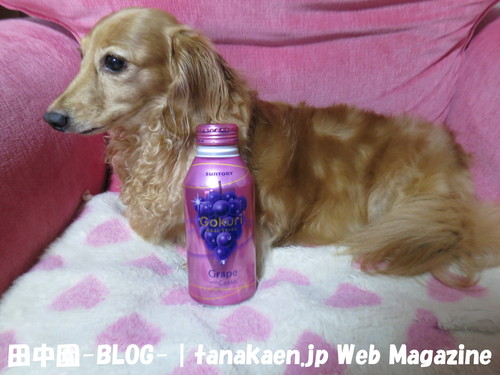 ダンソン ニーブラ！_b0200291_21472377.jpg