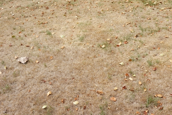 夏の間の芝生管理や庭への水やり English Hill