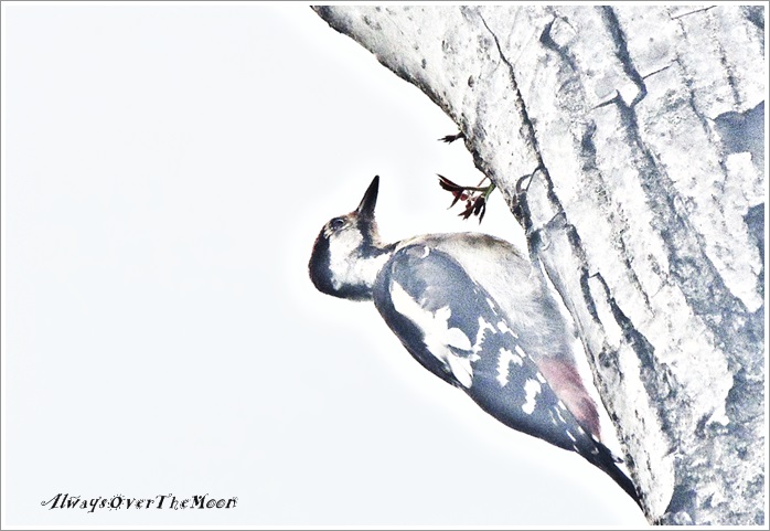 赤啄木鳥 アカゲラ ツユムシ 歩数計 Always Over The Moon 赤啄木鳥 アカゲラ ツユムシ 歩数計 Always Over The Moon