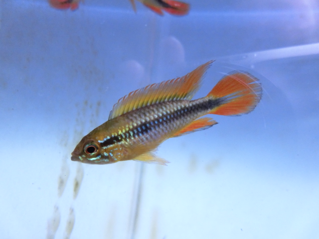 2015年熱帯魚入荷情報!Vol.15 TOKYO遠征 in August_b0141806_23451441.jpg