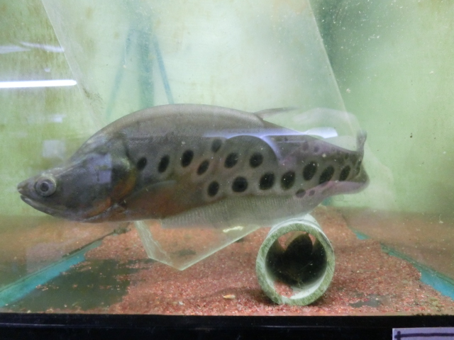 2015年熱帯魚入荷情報!Vol.15 TOKYO遠征 in August_b0141806_23583863.jpg