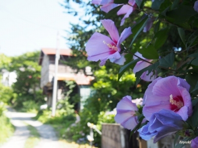 中野植物園～清水町まち歩き_d0226407_12001450.jpg