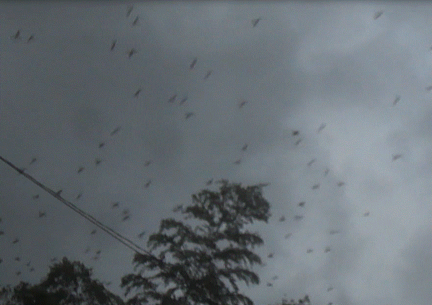 f0231709_7341735.gif