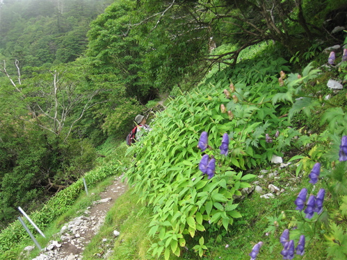 剣山　思いがけない花と出会えて♪_a0164011_22474199.jpg