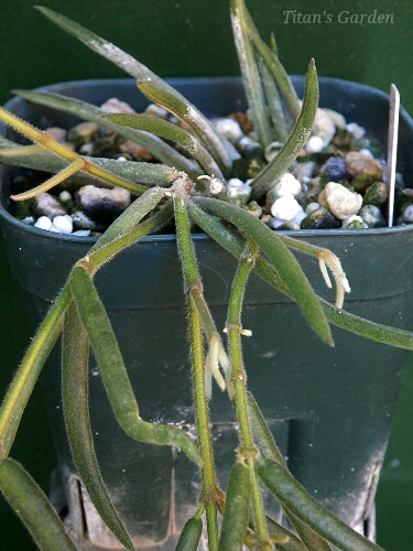 Hoya linearis_b0099813_083918.jpg