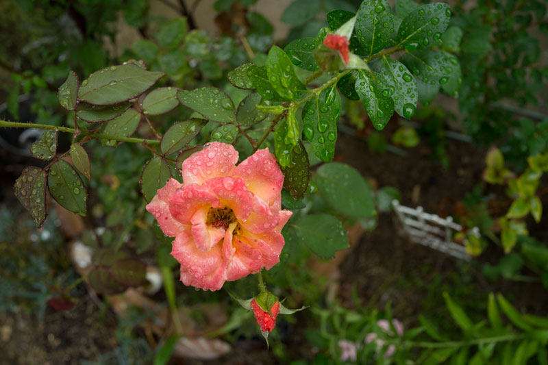 a0278914_13373666.jpg