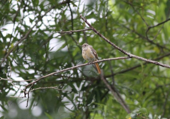 ジョウビタキ 幼鳥_e0348420_03042064.jpg