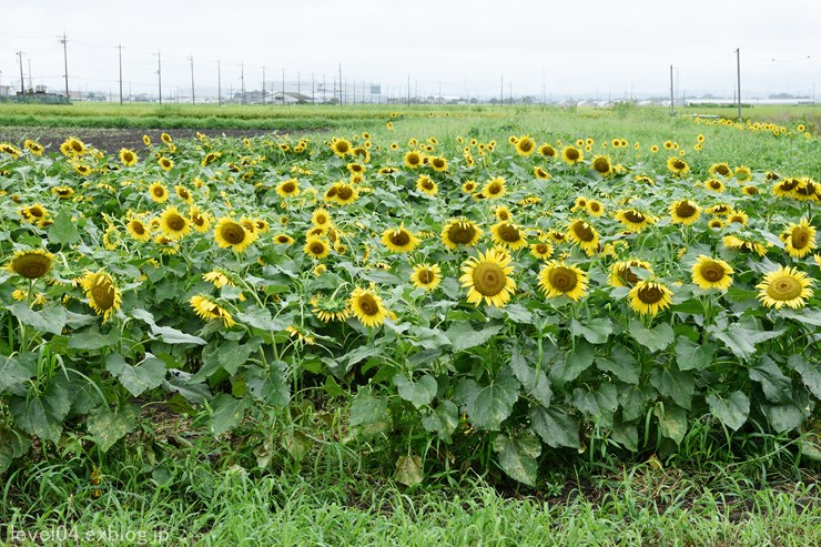 川島町町民会館前のヒマワリ_d0319222_21352135.jpg