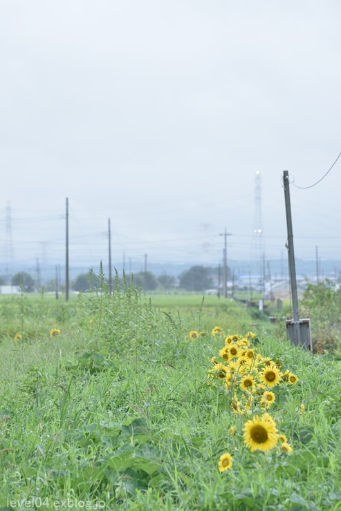 川島町町民会館前のヒマワリ_d0319222_21354011.jpg