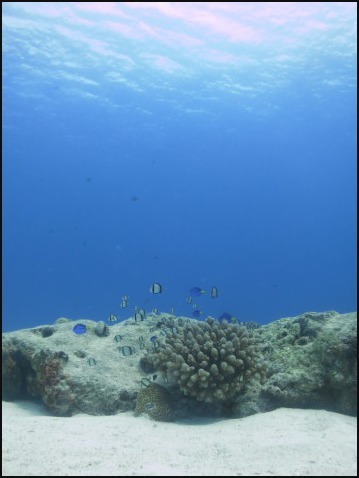 ８月３０日透明度サイコー水納島_c0070933_22034863.jpg