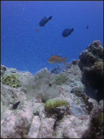 ８月３０日透明度サイコー水納島_c0070933_22043727.jpg