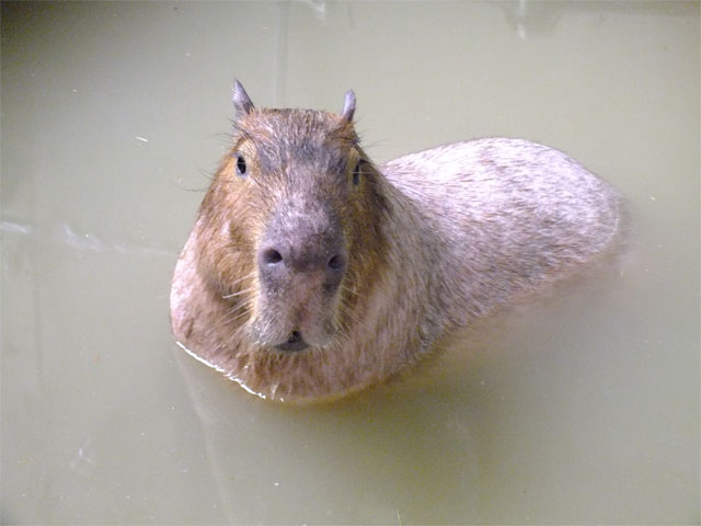 見返り美人_a0179837_2345884.jpg