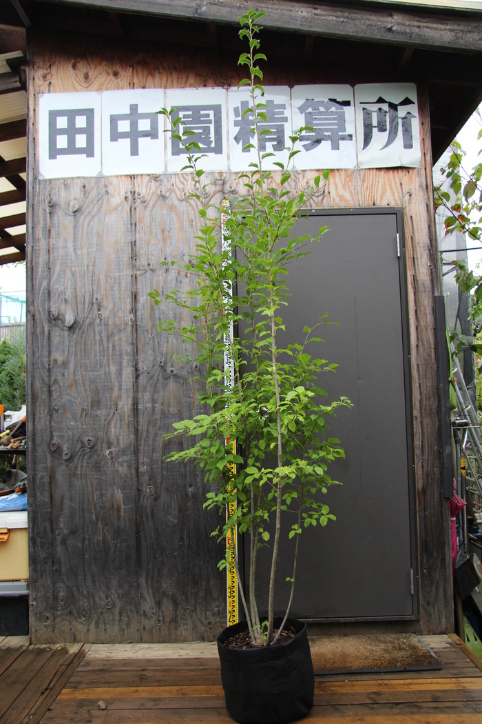 欲しいの アオダモ ーー 株立 アオダモ （山を切りとったような 43 株立/ 落葉樹