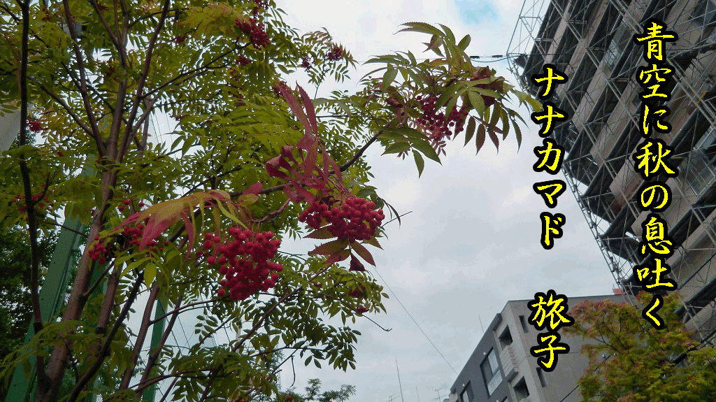 a0193457_20442361.gif