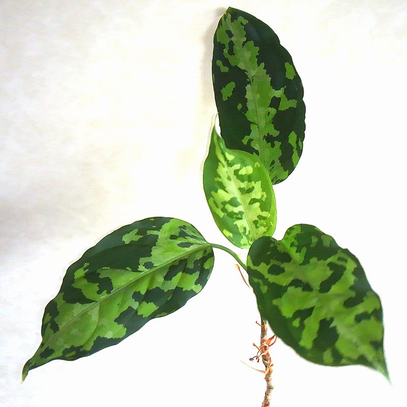 Aglaonema pictum \"tricolor\" type EUREKA P. Nias ～ 4便目の白っぽいやつ_d0249970_3265689.jpg