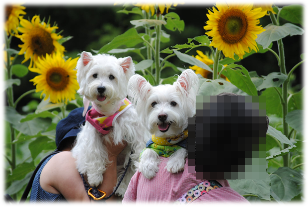 b0242873_23162348.png