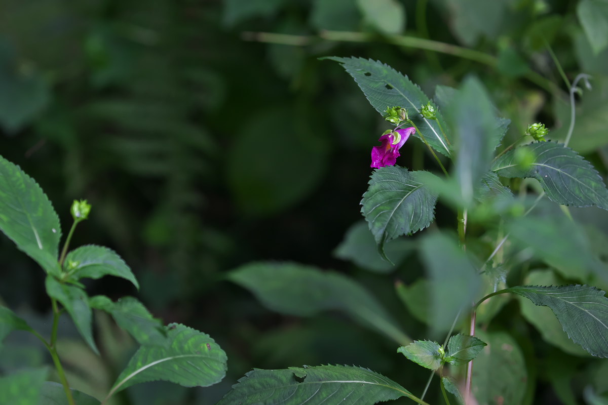 舞妓さんの花かんざし　スズメウリ（雀瓜）他_a0083081_15365597.jpg