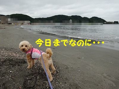 最後は寂しい雨デシタ_e0222588_15565983.jpg