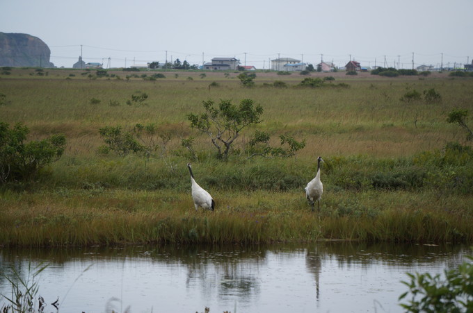 【北海道2015】霧多布湿原センター＆氷切沼のタンチョウ_e0241093_1761891.jpg