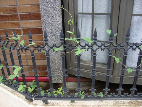 ミニひまわり枯れてアジサイ咲く つぶやきしーひめ ミニひまわり枯れてアジサイ咲く つぶやきしーひめ