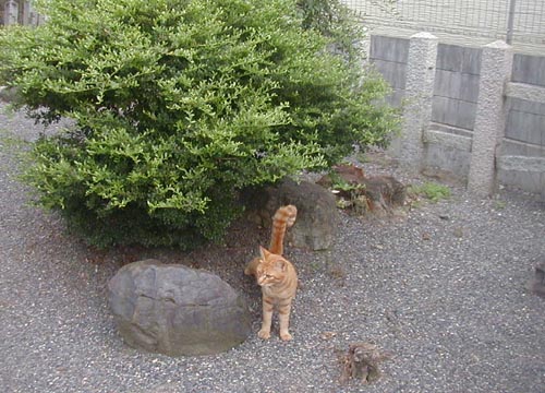 ●神社の造形―太秦の春日神社の「招き猫」_d0053294_2221921.jpg