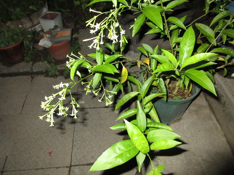 a0203003_18525312.jpg