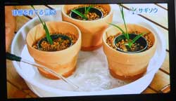 サギソウの球根育てテクニック いとしの花と２匹のネコ