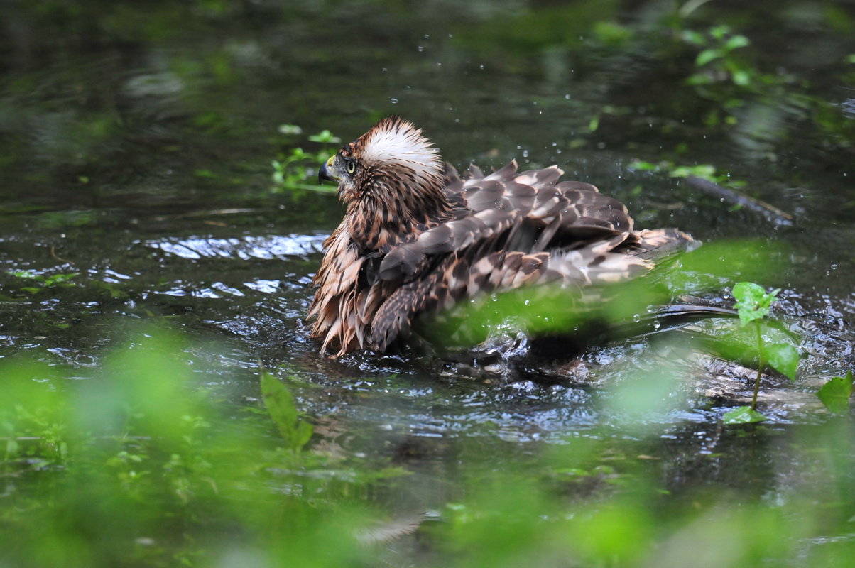 オオタカの水浴び_a0189912_2258684.jpg