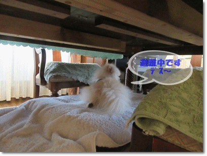 b0167519_11112020.gif