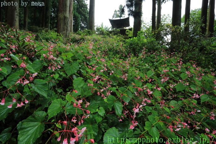 岩湧寺～秋海棠（シュウカイドウ）_d0283427_19045332.jpg