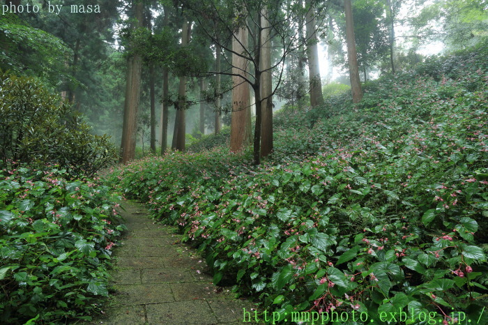 岩湧寺～秋海棠（シュウカイドウ）_d0283427_19053225.jpg