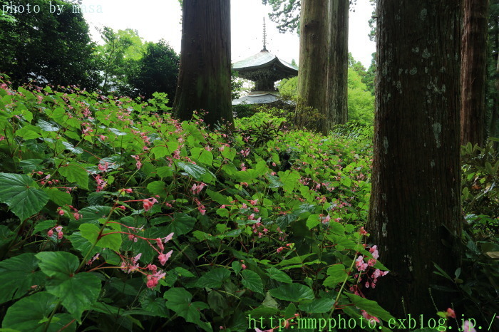 岩湧寺～秋海棠（シュウカイドウ）_d0283427_19061012.jpg