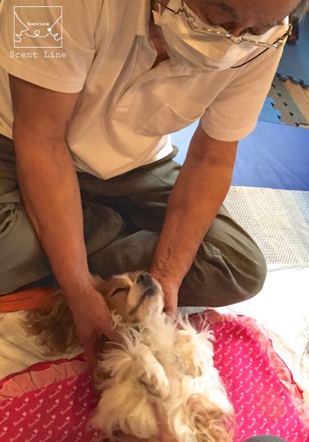 愛犬の為の整体教室6年目突入_c0099133_15432226.jpg