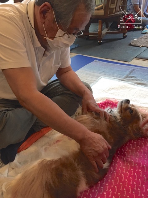 愛犬の為の整体教室6年目突入_c0099133_15445264.jpg