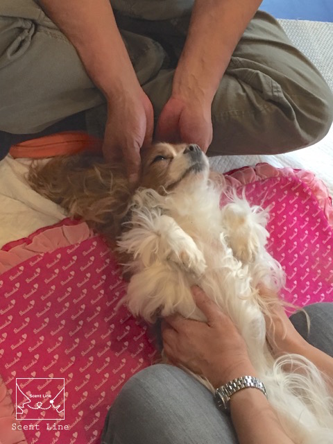 愛犬の為の整体教室6年目突入_c0099133_15532691.jpg
