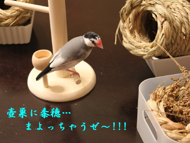 c0365734_22353854.jpg