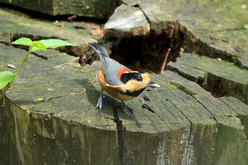 野鳥公園のヤマガラ_f0327034_19455698.jpg