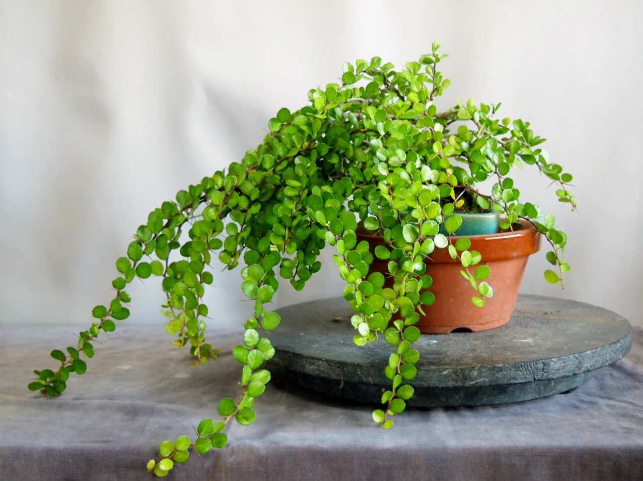 ハリツルマサキ。小品盆栽。 【公式通販】