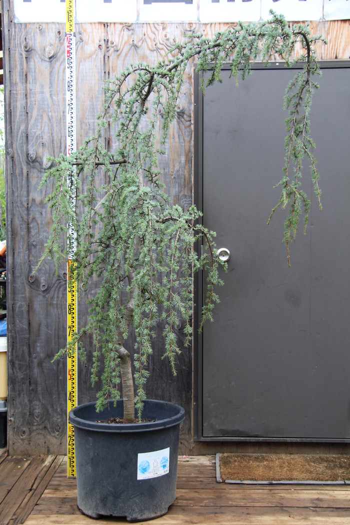 グラウカ ペンデュラ 'Gluca Pendula' 販売 画像 写真 値段 価格 庭木