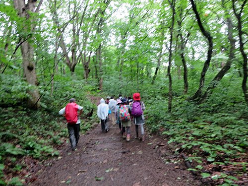 世界自然遺産白神山地 マタギさんのガイドで白神の森遊山道のショートトレッキング お散歩アルバム 深まる秋に 世界自然遺産白神山地 マタギさんのガイドで白神の森遊山道のショートトレッキング お散歩アルバム 深まる秋に