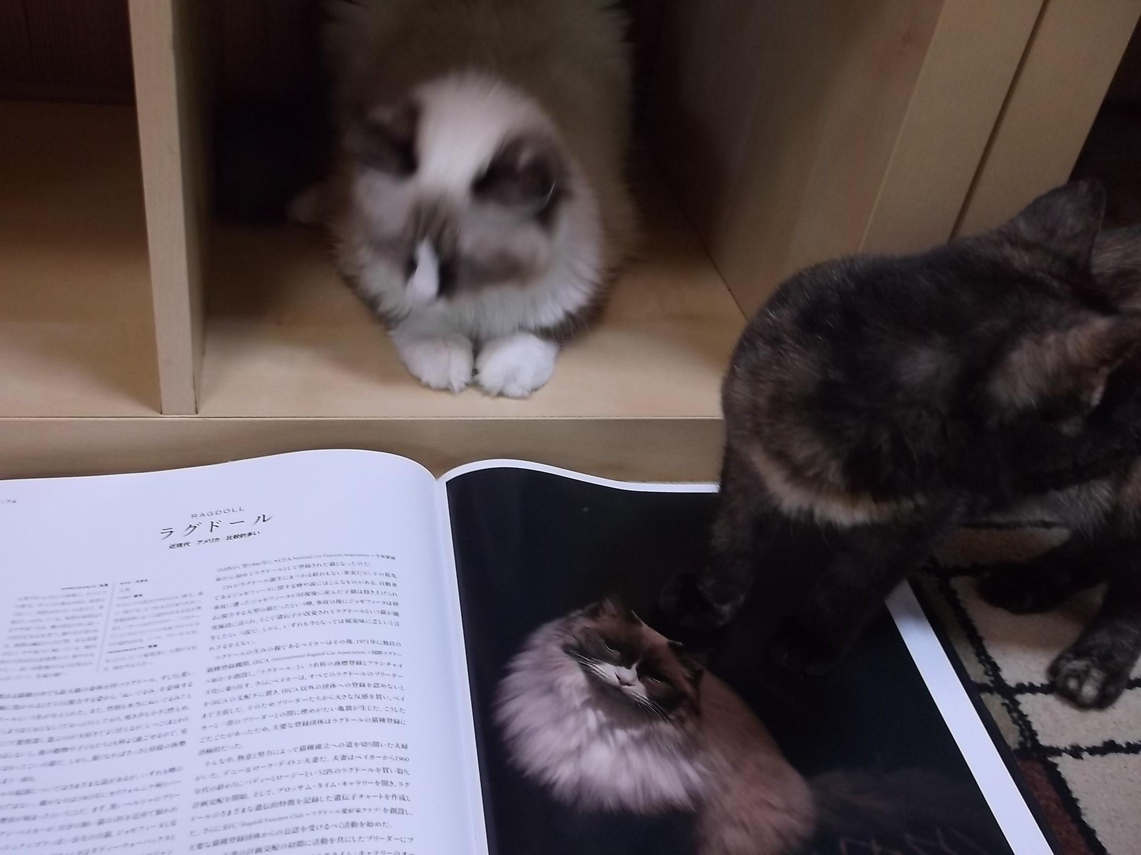 今夜くらべてみました 猫好き男子 ネコと文学と猫ブンガク 今夜くらべてみました 猫好き男子 ネコと文学と猫ブンガク