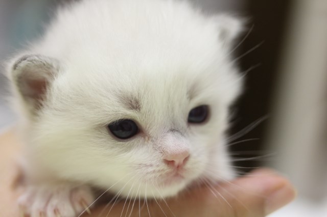 エル君ミモちゃんのベビニャン達_a0285571_2332364.jpg