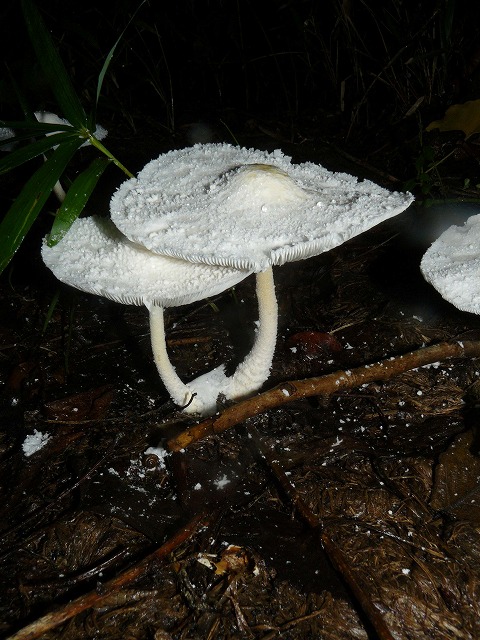 ＝Amanita＝テングタケ科・テングタケ属　近縁種　_d0019074_8141260.jpg