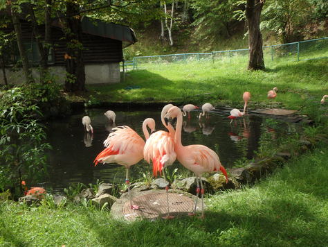 札幌の１０日間の旅　④　旭山動物園_f0155477_9514144.jpg