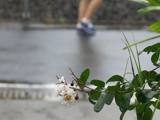 ８月末日、県内各地で猛烈な雨とネットに。開店前に焙煎_e0130185_11464720.jpg