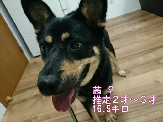 卒業と新入り_e0297387_22595555.jpg