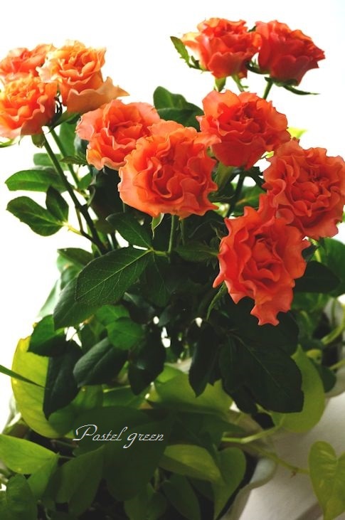 切り花rose ブラッド オレンジ 季の花小屋 Pastelgreen