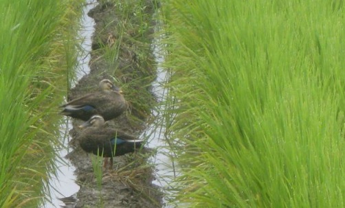 野鳥が来るころ_d0090001_221522.jpg