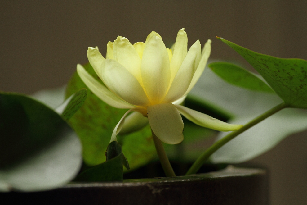 薄く柔らかい花びら _b0190710_22123243.jpg
